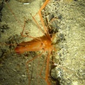 16 L  Stenopus spinosus