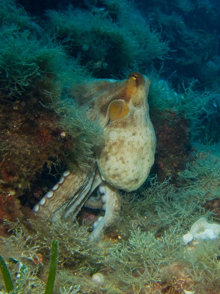 Octopus vulgaris