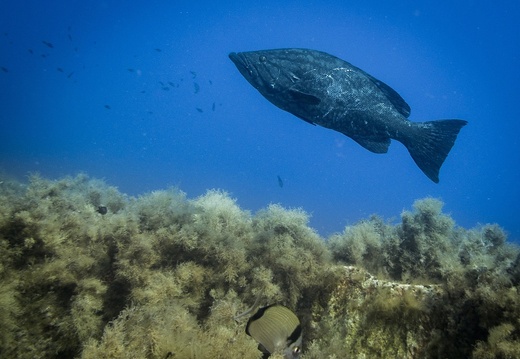 Epinephelus itajara