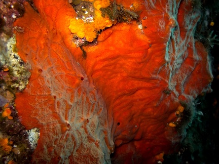 Spirastrella Cunctactrix