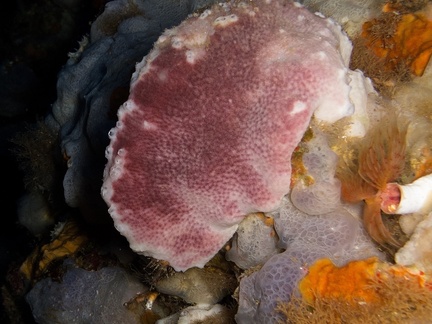 Spongia agaricina