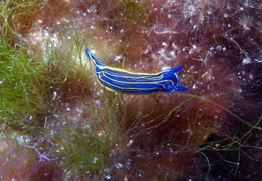 Hypselodoris tricolor
