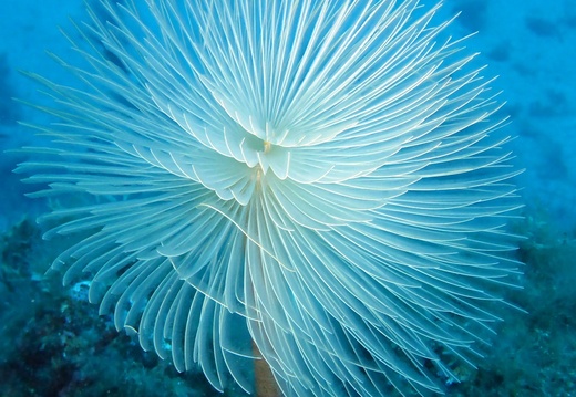 Sabella spallanzanii
