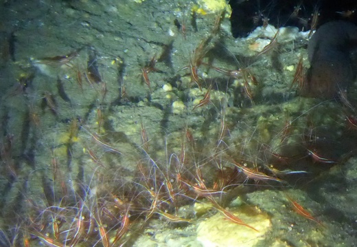 Parapandalus narval