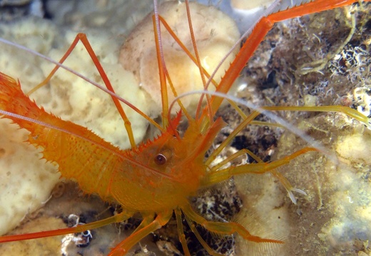 14 L Stenopus spinosus
