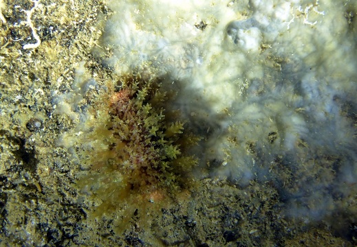 Erosaria spurca