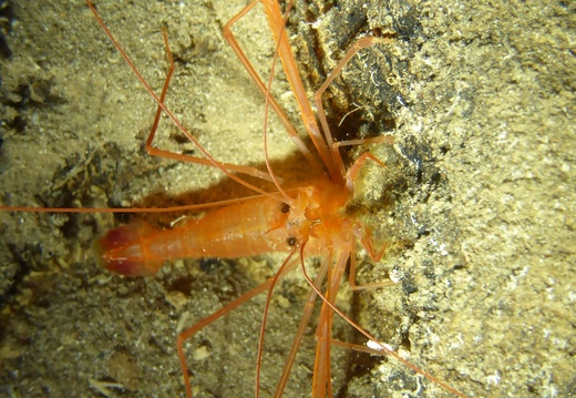16 L  Stenopus spinosus