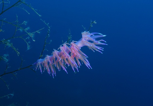 Flabellina affinis