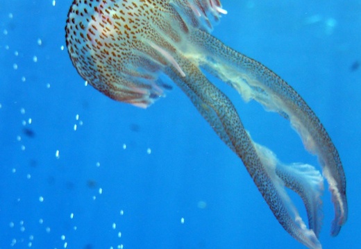 Pelagia noctiluca