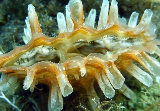 Pinna rudis 