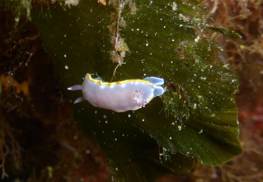 Hypselodoris SP.