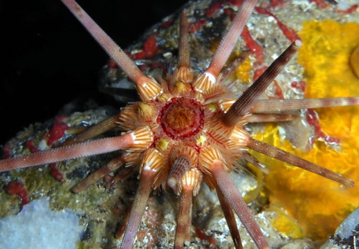 Stylocidaris affinis