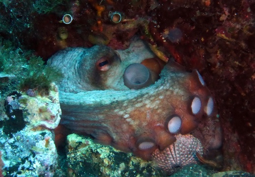 Octopus vulgaris