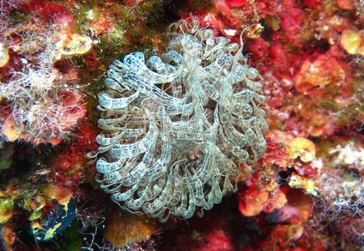 Aiptasia mutabilis