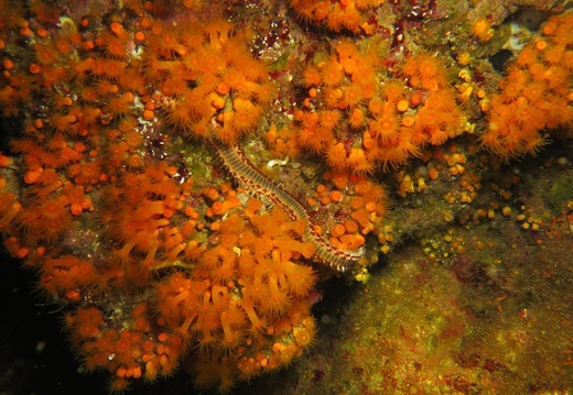 Astroides calycularis e Hermodice carunculata