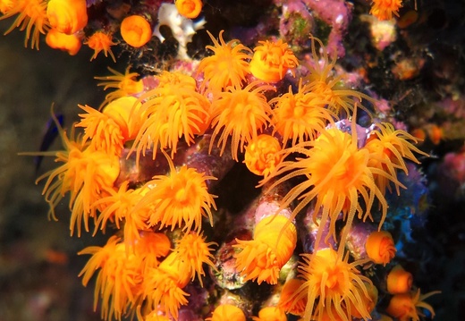 Astroides calycularis