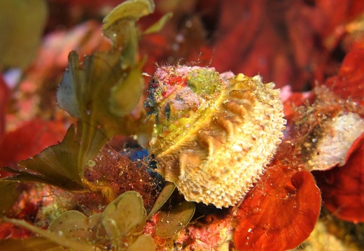 Bolma rugosa