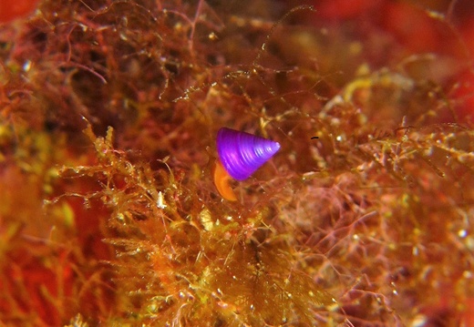 Calliostoma zizyphinum