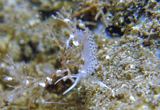 Caloria elegans