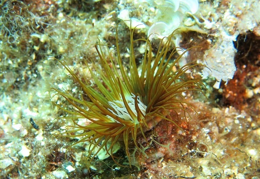 Cerianthus membranaceus