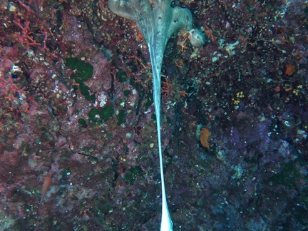 Chondrosia reniformis