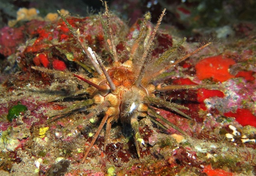 Stylocidaris affinis