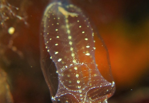 Clavelina lepadiformis