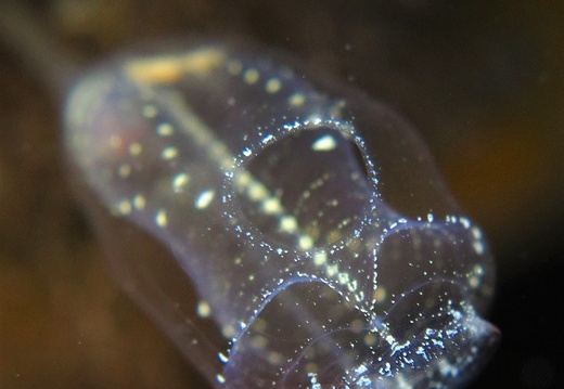 Clavelina lepadiformis