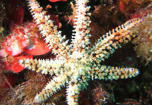 Coscinasterias tenuispina