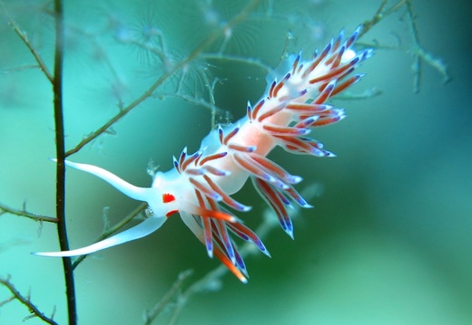 Cratena peregrina