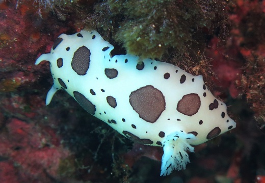 Discodoris atromaculata