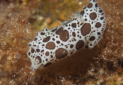 Discodoris atromaculata