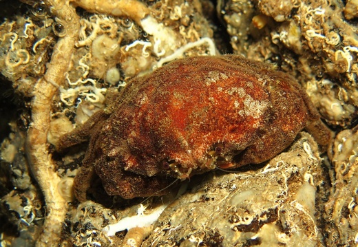 Dromia personata