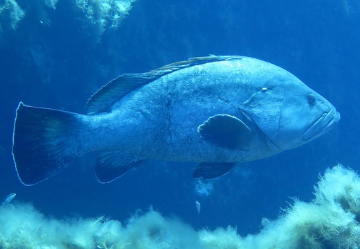 Epinephelus marginatus