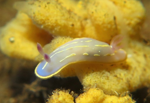 Felimida krohni