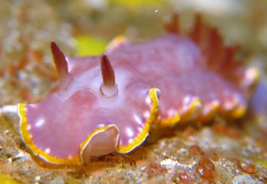 Felimida purpúrea