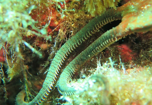 Ophioderma longicauda