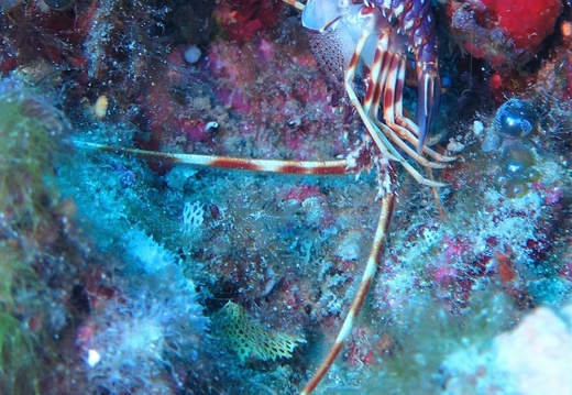 77b L Palinurus elephas