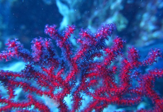 Paramuricea Clavata