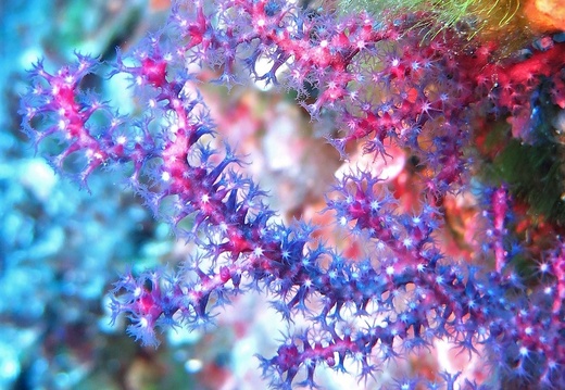 Paramuricea Clavata
