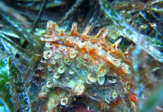 Pinna rudis
