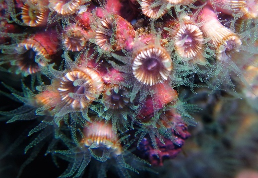 Polycyathus muellerae