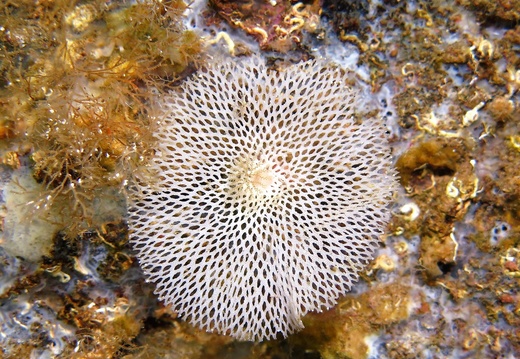 Reteporella Grimaldii