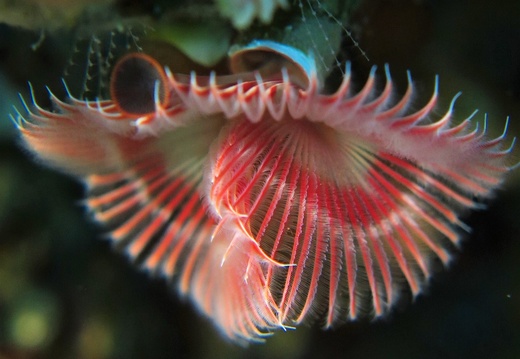 Serpula vermiculares