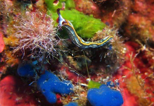 Thuridilla hopeii