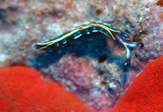 Thuridilla hopeii
