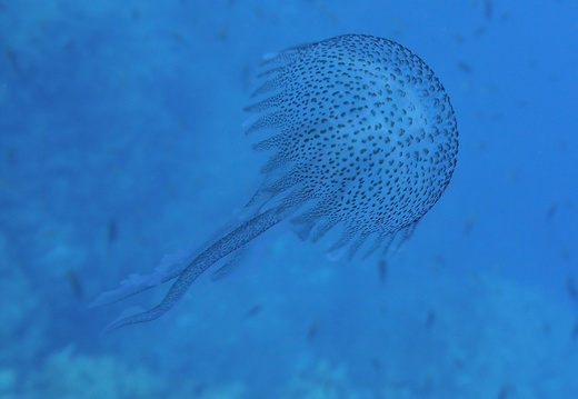 Pelagia noctiluca