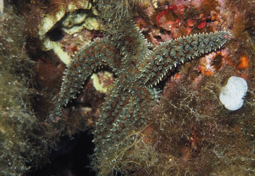 Coscinasterias tenuispina 