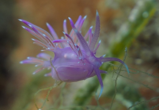  Cratena peregrina