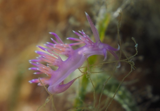 101c L Cratena peregrina